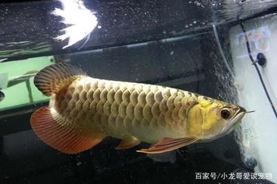 金龍魚(yú)飼養(yǎng)大全