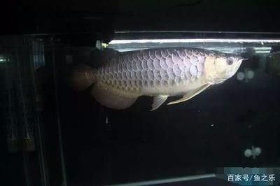 龍魚掉眼手術(shù)費用多少錢 龍魚百科