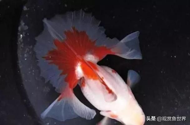 金龍魚尾巴開叉怎么回事