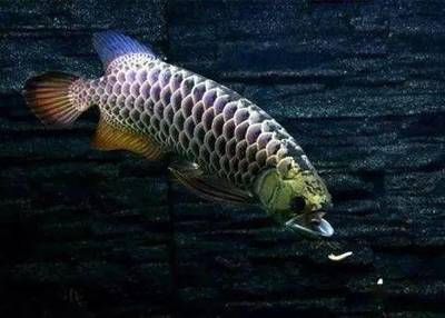 龍魚吃小魚多久能消化掉 龍魚百科