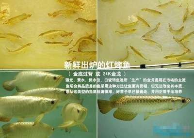 龍魚(yú)底色不干凈怎么處理