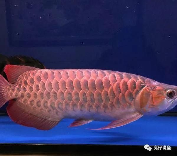 龍魚的價(jià)格分類