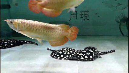 家庭養(yǎng)龍魚好嗎