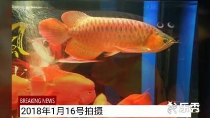 紅龍魚多久能長到60公分呢