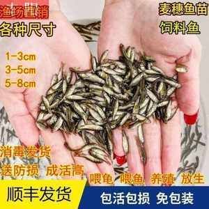 龍魚(yú)吃什么飼料比較好養(yǎng)活一點(diǎn)的魚(yú)苗 龍魚(yú)百科