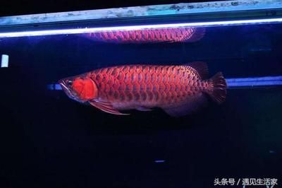 龍魚吃什么變紅色的東西