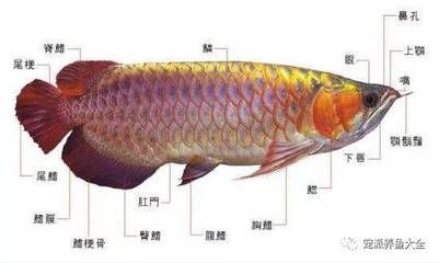 龍魚的養(yǎng)殖溫度和濕度多少合適呢 龍魚百科