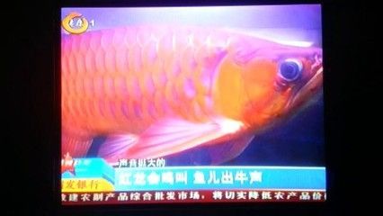 紅龍魚龍吟咋回事 龍魚百科