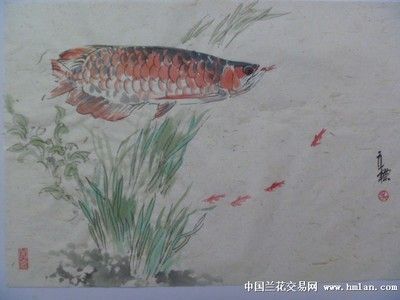 龍魚的畫 龍魚百科