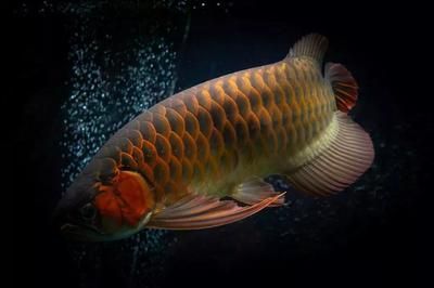 紅龍魚(yú)缸用什么背景好看 龍魚(yú)百科