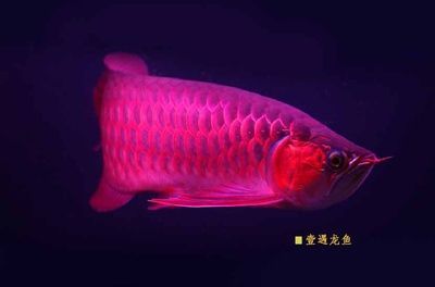 龍魚10大品牌