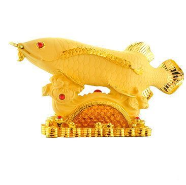 金色龍魚(yú)什么寓意和象征 龍魚(yú)百科