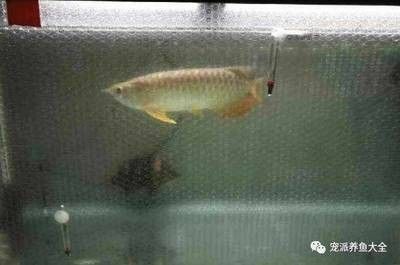 龍魚冬天換水困幾天 龍魚百科