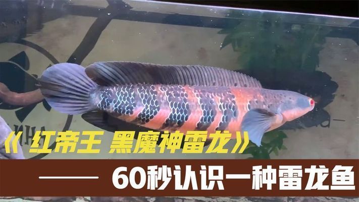 紅帝王雷龍魚怎么區(qū)分公母圖解大全 龍魚百科