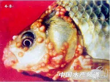 龍魚常見寄生蟲有哪些