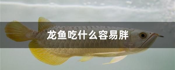 龍魚(yú)不喜歡吃泥鰍 龍魚(yú)百科