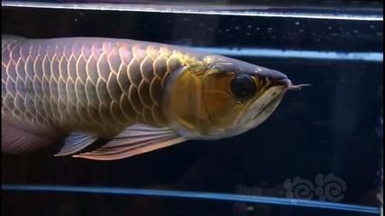 古典藍底金龍魚