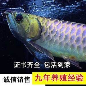 龍魚吃不吃小魚苗 龍魚百科