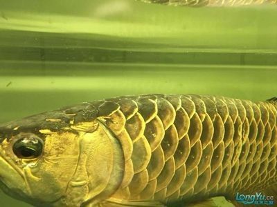 龍魚掉眼手術(shù)是什么意思啊 龍魚百科