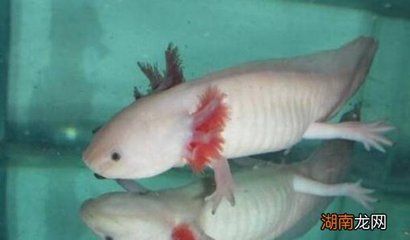 龍魚吃魚肉嗎會死嗎為什么 龍魚百科