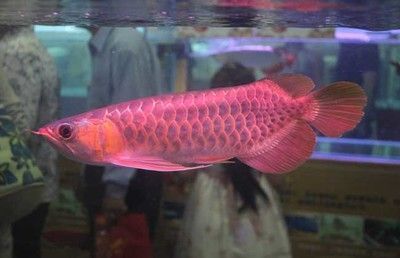 紅龍魚(yú)配什么燈 龍魚(yú)百科