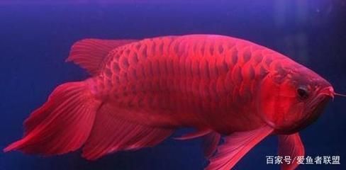 紅龍魚(yú)用什么燈光好