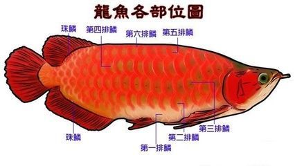 龍魚部位圖 龍魚百科