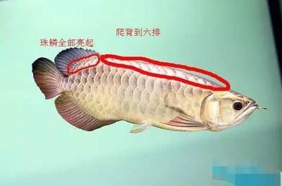 龍魚腸炎怎么治療最快 龍魚百科