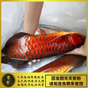 金龍魚(yú)和紅龍魚(yú)有什么區(qū)別