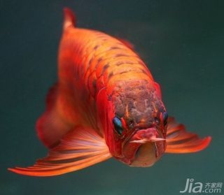 紅龍魚(yú)資料