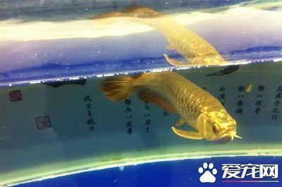 龍魚吃小魚有營(yíng)養(yǎng)嗎