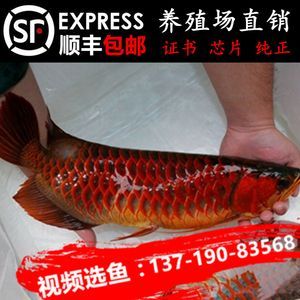 紅龍魚養(yǎng)殖技術(shù)