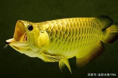 龍魚聰明嗎 龍魚百科