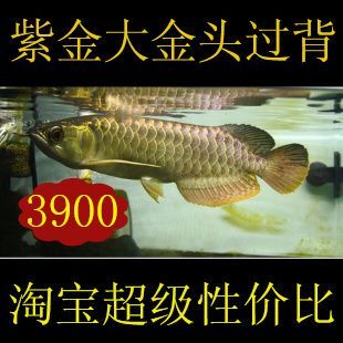 金龍魚(yú)配幾條虎魚(yú) 龍魚(yú)百科