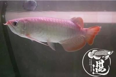 龍魚不發(fā)色是什么龍魚品種 龍魚百科