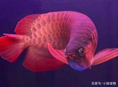 龍魚背景選擇什么顏色好 龍魚百科