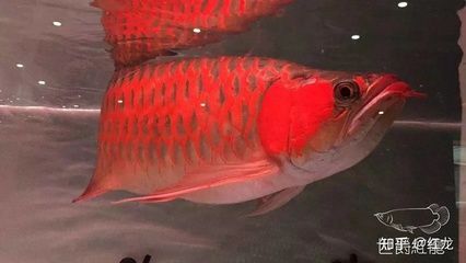 紅龍魚吃食