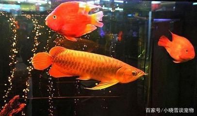 紅龍魚喂食注意事項(xiàng)