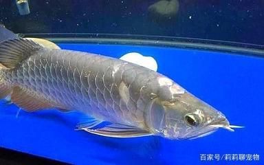 龍魚(yú)病后如何恢復(fù)身體狀態(tài)呢 龍魚(yú)百科