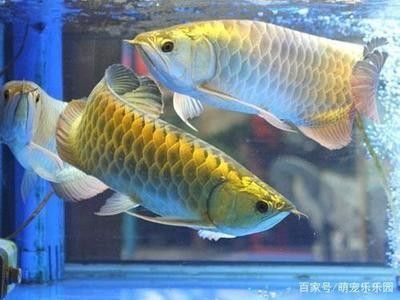 龍魚低溫過冬