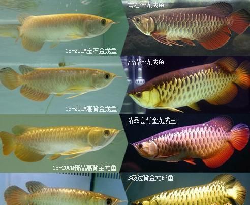 金龍魚觀賞魚價格金色 龍魚百科