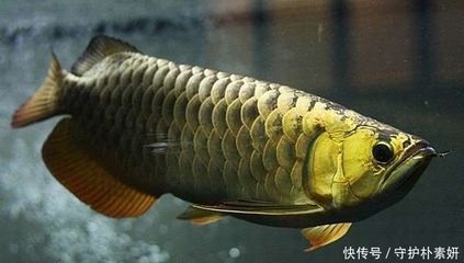 龍魚吃食不猛怎么辦 龍魚百科