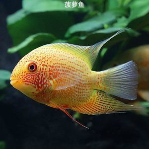 紅色的龍魚配魚