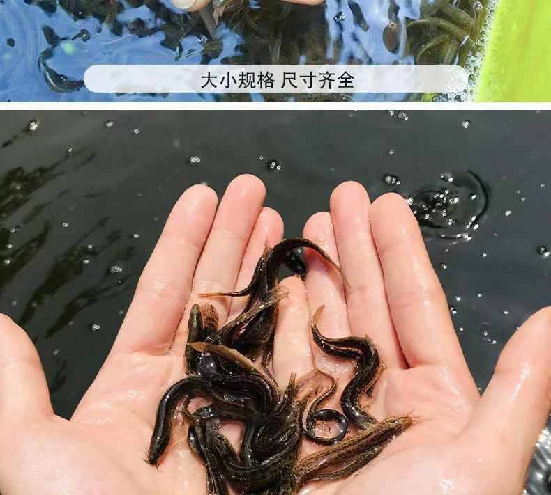 龍魚吃蝦好還是泥鰍好 龍魚百科