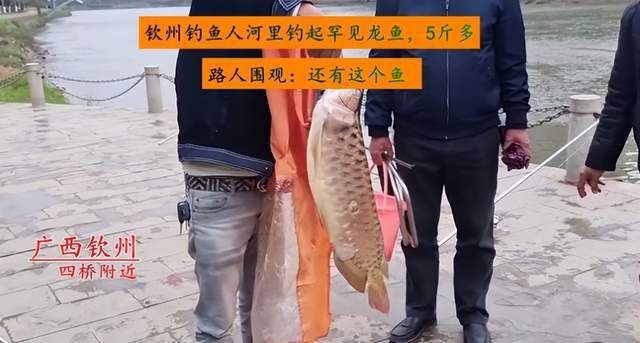 龍魚吃草魚嗎會死嗎 龍魚百科