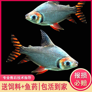 紅龍魚最佳配魚