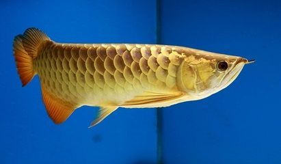 金龍魚售價(jià)多少錢一噸 龍魚百科