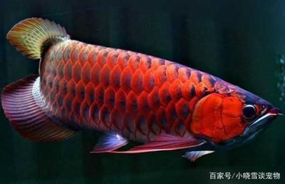 紅龍魚怎么養(yǎng)發(fā)色快 龍魚百科