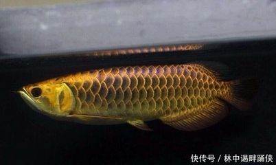 龍魚單養(yǎng)懷孕了 龍魚百科