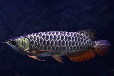 金龍魚價(jià)格多少錢一只20厘米的魚苗呢 龍魚百科